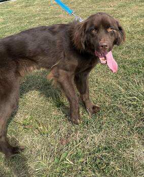 Rescue Newfoundland Dog Dogs for Adoption in Pittsburgh, Pennsylvania - Mika | PetCurious