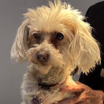 moxa -  Poodle Dog for Adoption in Yuma, Arizona - Moxa | PetCurious
