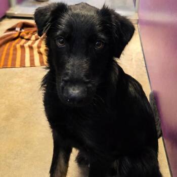 Drax -  German Shepherd Dog and Poodle Dog for Adoption in San Jacinto, California - Drax | PetCurious