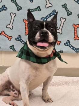 Gunther -  Mixed Breed Dog for Adoption in Hamilton, Ohio - Gunther | PetCurious
