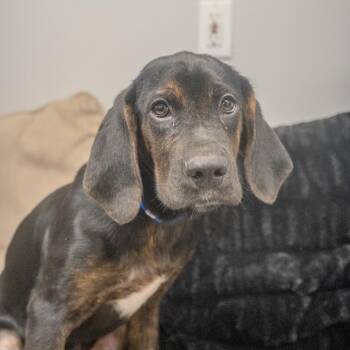 Lagoon -  Bloodhound and Labrador Retriever Dog for Adoption in Pawling, New York - Lagoon | PetCurious