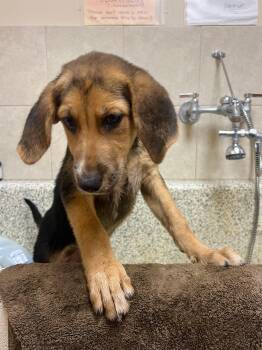 Mousse -  Coonhound Dog for Adoption in Monroe, Ohio - Mousse | PetCurious