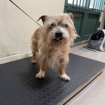 Yorkshire Terrier Dogs Available for Adoption in Pasadena, California - Joy | PetCurious