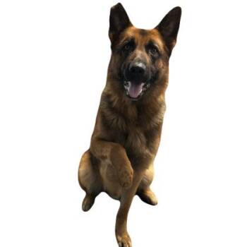 Preacher -  German Shepherd Dog Dog for Adoption in Red Bluff, California - Preacher | PetCurious