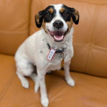 Australian Cattle Dog Blue Heeler and Cardigan Welsh Corgi Dogs Available for Adoption in Parker, Colorado - 571 (2026) Penny | PetCurious