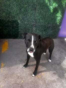 61282168 -  Mixed Breed Dog for Adoption in El Paso, Texas - 61282168 | PetCurious