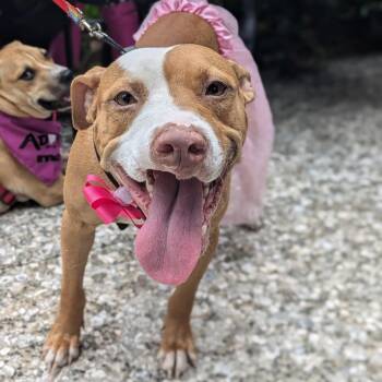 Aaliyah -  Mixed Breed Dog for Adoption in Savannah, Georgia - Aaliyah | PetCurious