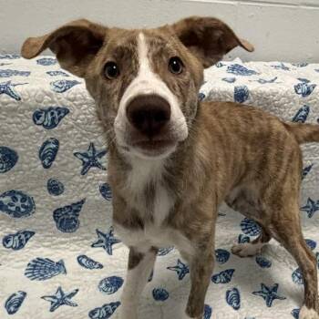 Apple Pie -  Husky and Mixed Breed Dog for Adoption in Dayton, Ohio - Apple Pie | PetCurious