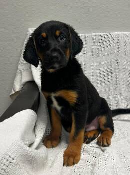 Buckley -  Bloodhound Dog for Adoption in Maryville, Missouri - Buckley | PetCurious