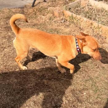 Barney -  Mixed Breed Dog Available for Adoption in Rochester, Minnesota - Barney | PetCurious