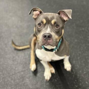 Mixed Breed Dogs Available for Adoption in Youngstown, Ohio - Dakota+ | PetCurious