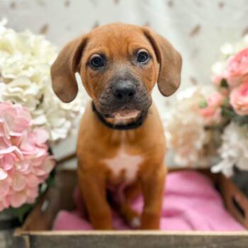 Troy -  Hound Dog for Adoption in Newberg, Oregon - Troy | PetCurious