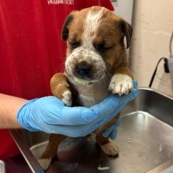 Tate -  Terrier and Mixed Breed Dog for Adoption in Birmingham, Alabama - Tate | PetCurious