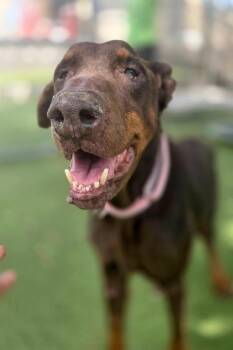Doberman Pinscher Dogs Available for Adoption in Oakland Park, Florida - Sombra 3568 | PetCurious