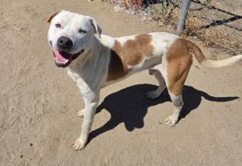 Marley - URGENT -  Pit Bull Terrier Dog for Adoption in Thousand Oaks, California - Marley - URGENT | PetCurious