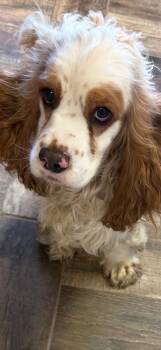 Cocker Spaniel Dogs Available for Adoption - Cash | PetCurious