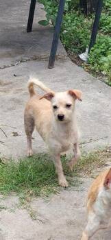 1-1 -  Terrier Dog for Adoption in San Antonio, Texas - 1-1 | PetCurious