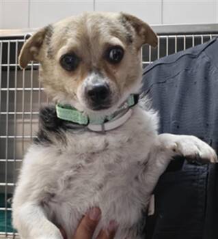 A176220 -  Mixed Breed Dog for Adoption in Santa Fe, New Mexico - A176220 | PetCurious