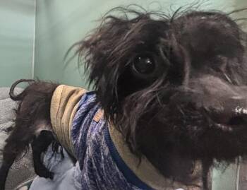 Mixed Breed Dogs Available for Adoption - Fig Tree | PetCurious