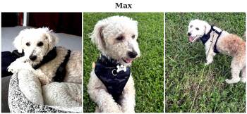 Max - FL -  Bichon Frise Dog for Adoption in Tulsa, Oklahoma - Max - FL | PetCurious