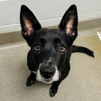 Layla -  German Shepherd Dog Dog for Adoption in Des Moines, Iowa - Layla | PetCurious