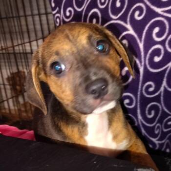 Indy` -  Rat Terrier Dog Available for Adoption in Ville Platte, Louisiana - Indy` | PetCurious