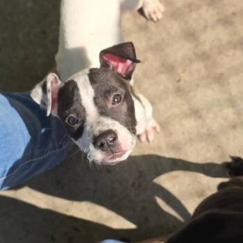 Mixed Breed Dogs Available for Adoption in East Hanover, New Jersey - Blinky | PetCurious