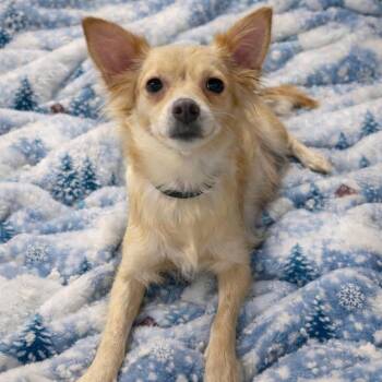 Chihuahua Dogs Available for Adoption - Teagan  | PetCurious