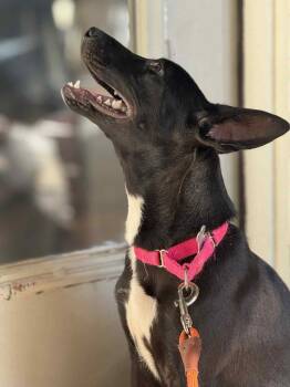 Mixed Breed Dogs Available for Adoption in Raleigh, North Carolina - Lennie | PetCurious