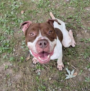 Blaze -  Pit Bull Terrier Dog for Adoption in Reisterstown, Maryland - Blaze | PetCurious
