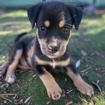 Chip -  Labrador Retriever and Terrier Dog for Adoption in Escondido, California - Chip | PetCurious