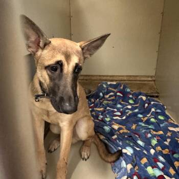 WAGS-Stray-23176 -  German Shepherd Dog Dog for Adoption in Westminster, California - WAGS-Stray-23176 | PetCurious