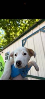 Mixed Breed Dogs Available for Adoption in Lawrenceburg, Tennessee - Seven Litter Pup 4 | PetCurious