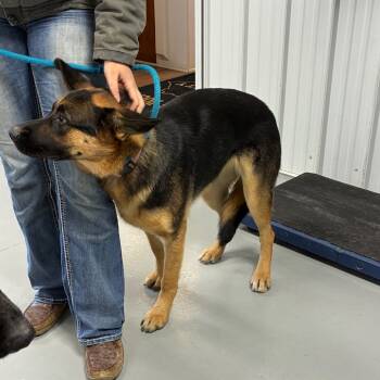 Rescue German Shepherd Dog Dogs for Adoption in Morganfield, Kentucky - Layla | PetCurious