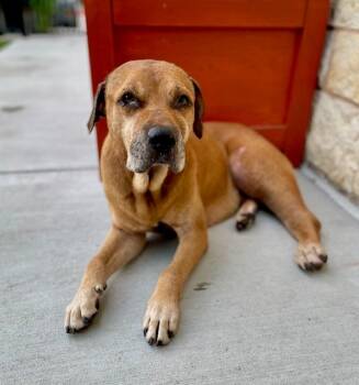 Rescue Boxer and Mixed Breed Dogs for Adoption in Baytown, Texas - COMMET | PetCurious
