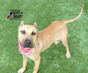 Pit Bull Terrier and Mixed Breed Dogs Available for Adoption in Kansas City, Missouri - Aurelia | PetCurious