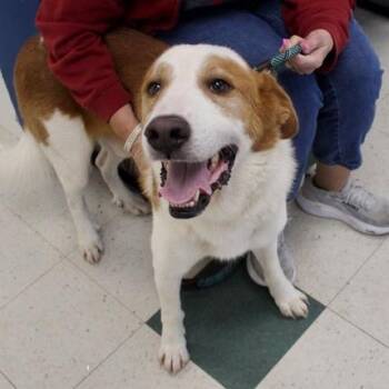 Tom -  Saint Bernard and Mixed Breed Dog for Adoption in Birmingham, Alabama - Tom | PetCurious