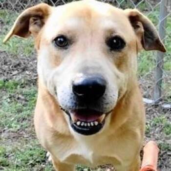 Jadon -  Labrador Retriever Dog for Adoption in Chelmsford, Massachusetts - Jadon | PetCurious