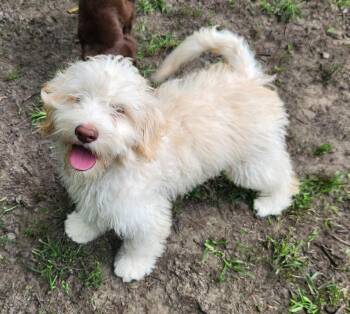 Beans -  Labradoodle Dog for Adoption in Liberty Center, Ohio - Beans | PetCurious