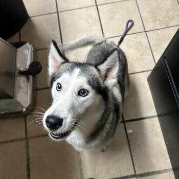 Siberian Husky Dogs Available for Adoption in Newport, North Carolina - Kitsune | PetCurious