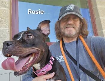 Rescue Pit Bull Terrier Dogs for Adoption in Derwood, Maryland - Rosie | PetCurious