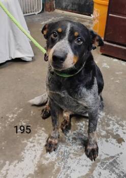 Mandy #195 -  Australian Cattle Dog Blue Heeler Dog for Adoption in New Lexington, Ohio - Mandy #195 | PetCurious