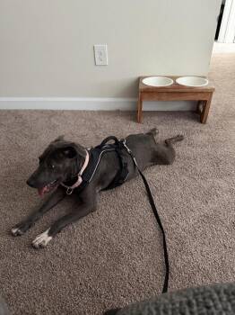 Nera -  Weimaraner Dog for Adoption in Lakeland, Florida - Nera | PetCurious