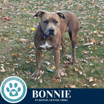 Rescue Pit Bull Terrier and Mixed Breed Dogs for Adoption in Kimberton, Pennsylvania - Bonnie (Bell's Bankers) 092725 | PetCurious