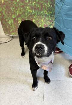 Retriever and Terrier Dogs Available for Adoption - Chupacabra | PetCurious