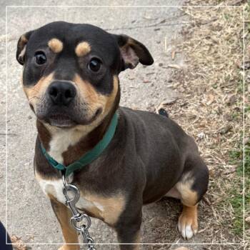 Pit Bull Terrier and Mixed Breed Dogs Available for Adoption - Ace | PetCurious