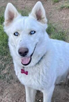 Siberian Husky Dogs Available for Adoption in Omaha, Nebraska - Juliette | PetCurious