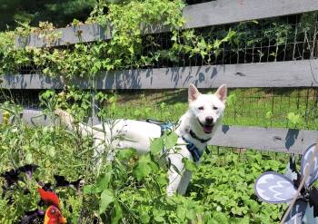 PRINCE -  Jindo Dog for Adoption in Johns Creek, Georgia - PRINCE | PetCurious