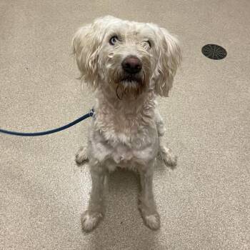 Bumble -  Poodle and Mixed Breed Dog for Adoption in Bristol, Indiana - Bumble | PetCurious