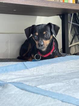 Curly -  Chihuahua and Dachshund Dog for Adoption in New York, New York - Curly | PetCurious
